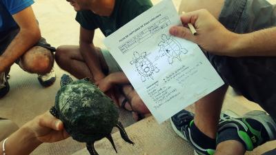 Medi Ambient reintroduïx la tortuga d’estany a l’Albufera